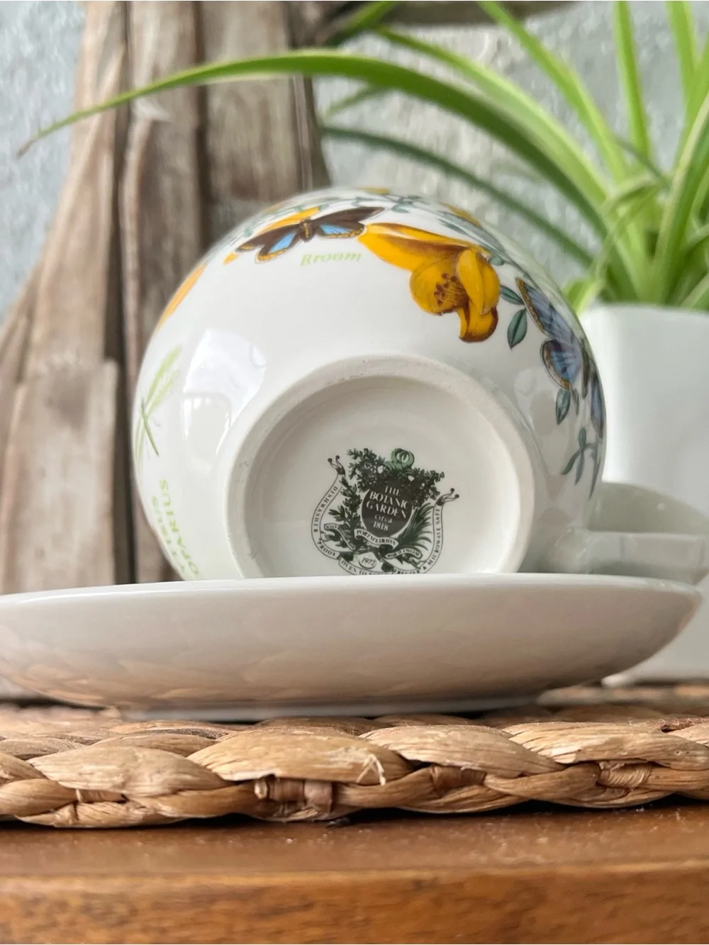 Portmeirion Botanic Garden cup and saucer SET Cytisus Scoparius / Broom
